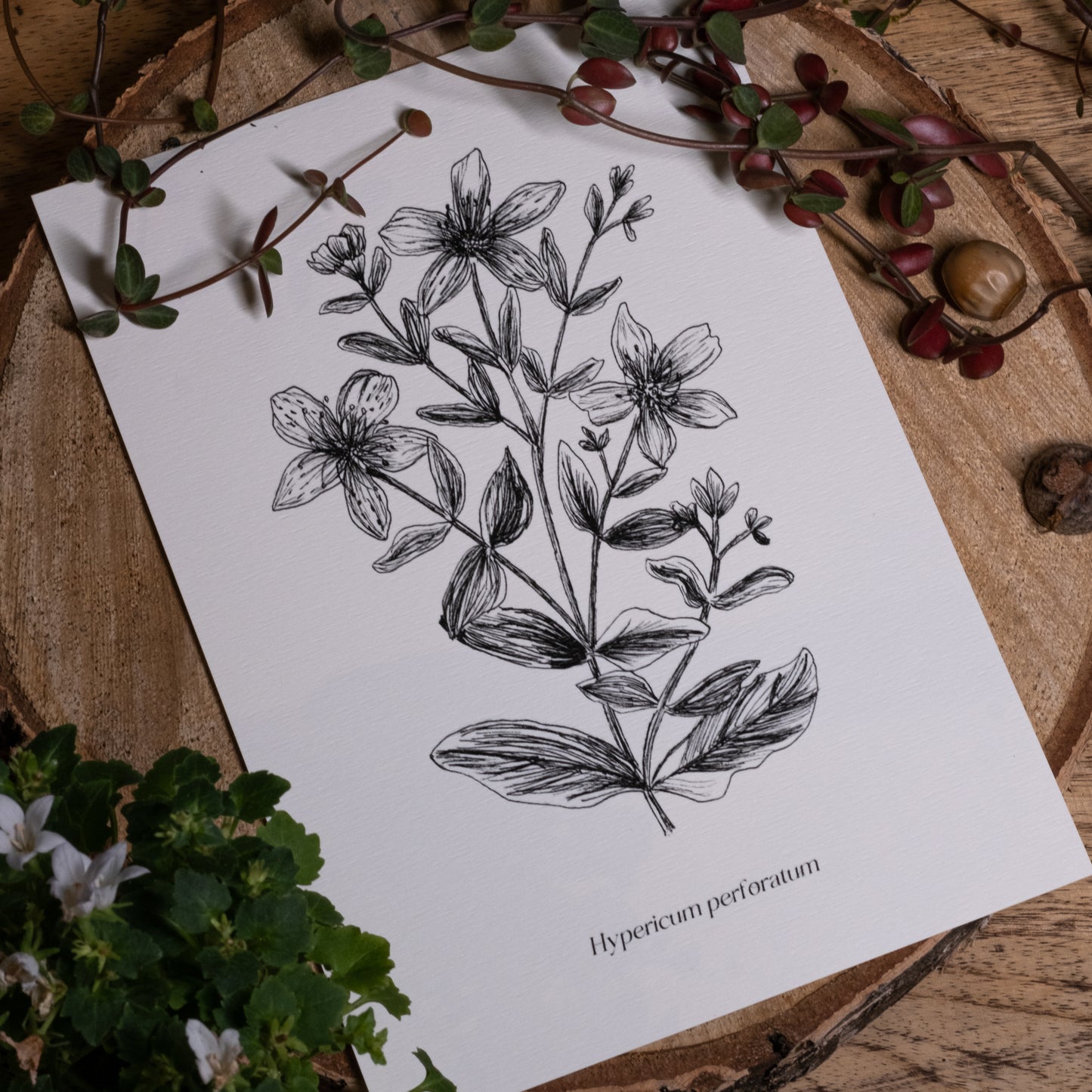 Seconde image présentant un zoom sur l'illustration du millepertuis perforé