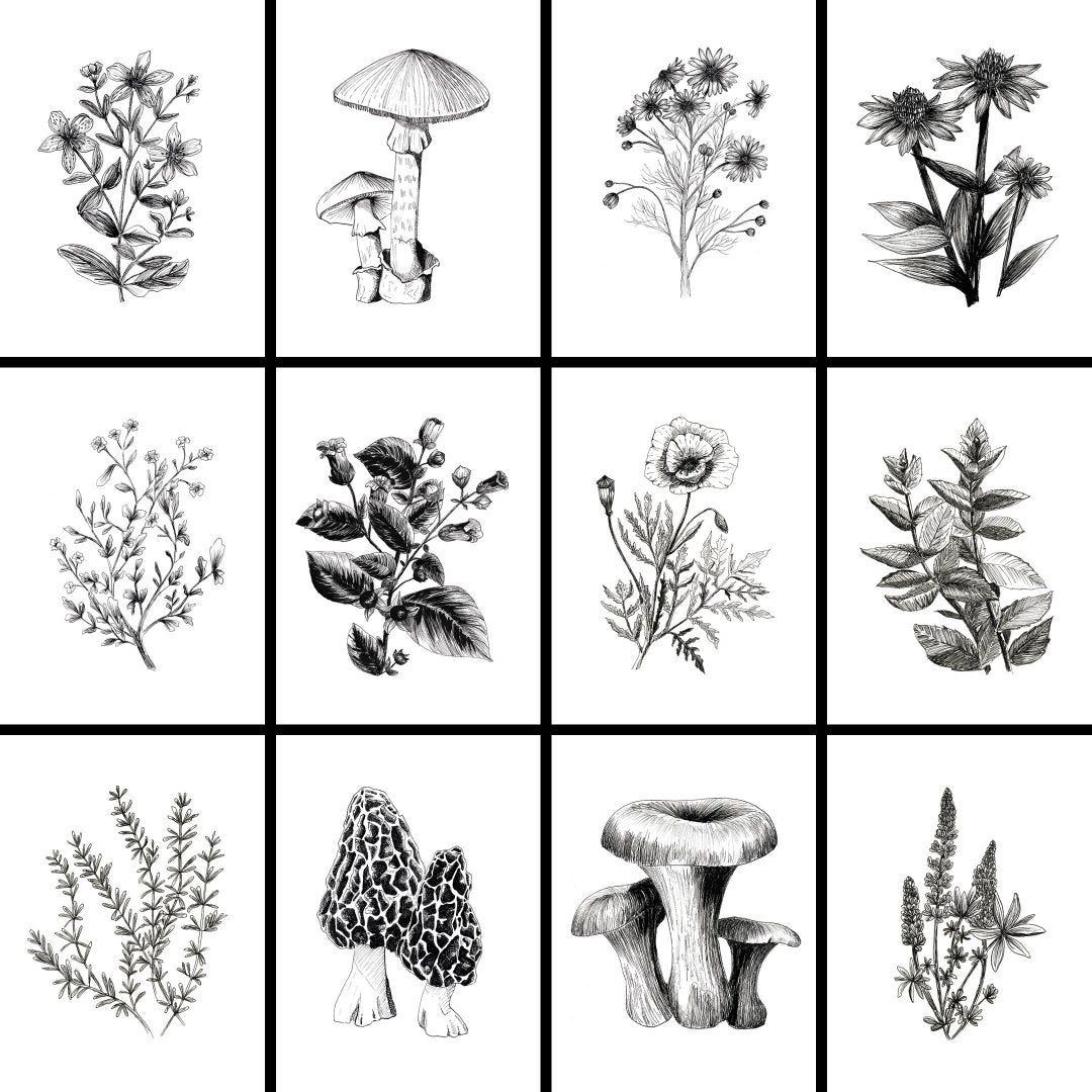 PRÉCOMMANDE - Calendrier 2026 Plantes et champignons