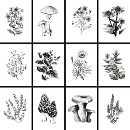 PRÉCOMMANDE - Calendrier 2026 Plantes et champignons