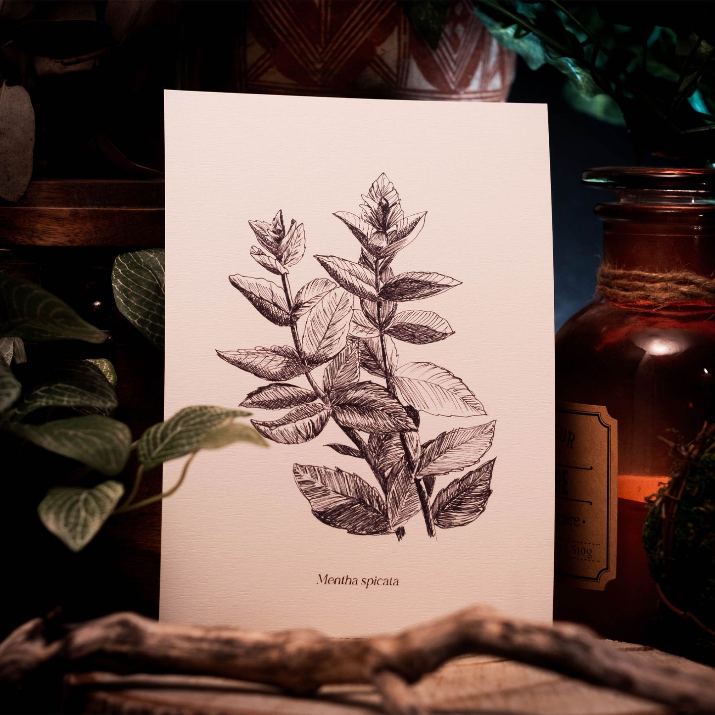 Mentha spicata